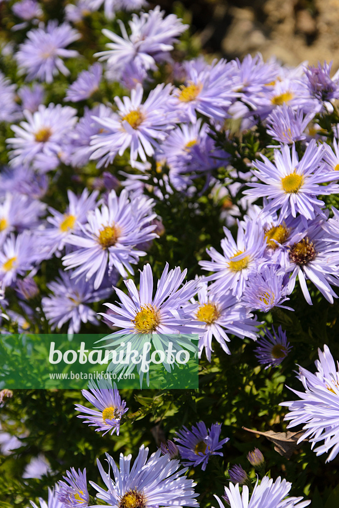 489069 - Aster nain d'automne (Aster dumosus 'Silberteppich')