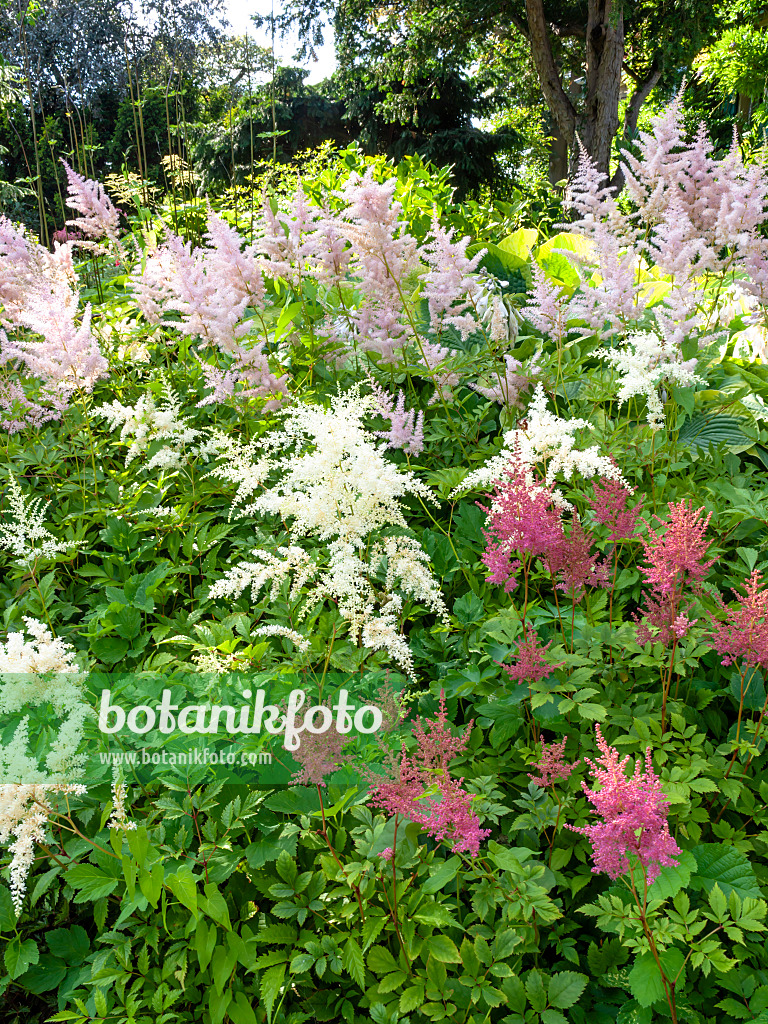 439018 - Astilbe des jardins (Astilbe x arendsii)