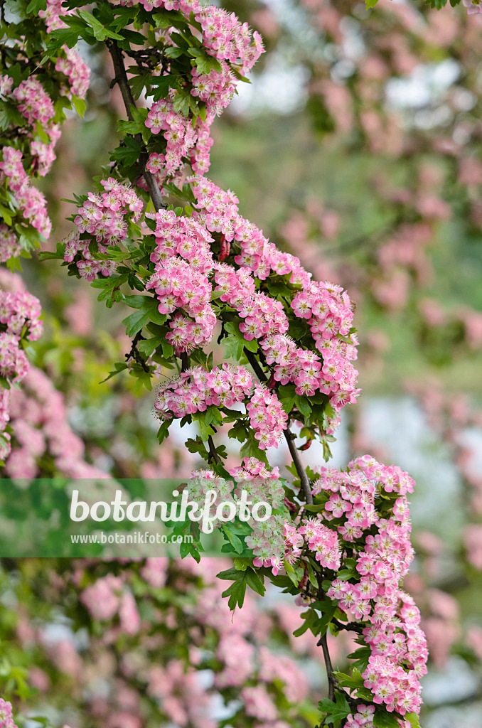 544130 - Aubépine à un style (Crataegus monogyna 'Rosea')