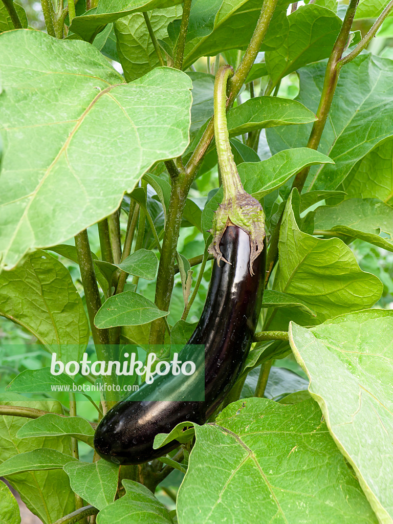 440004 - Aubergine (Solanum melongena)