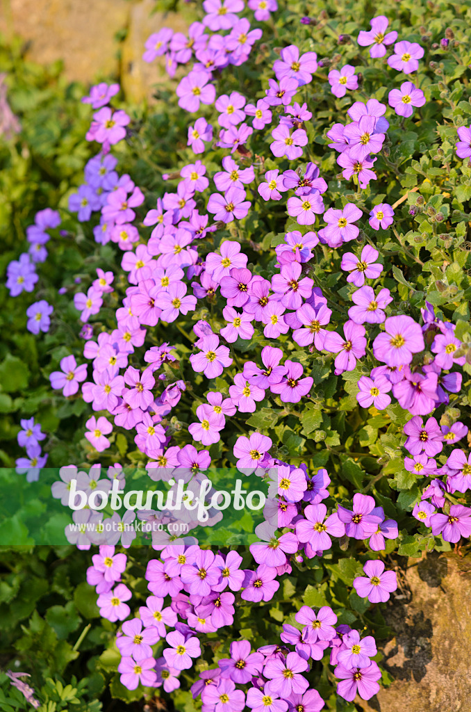 531007 - Aubriète (Aubrieta)