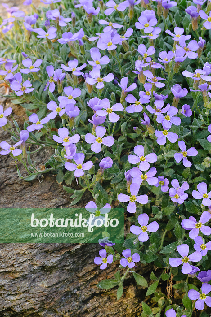 471243 - Aubriète (Aubrieta columnae subsp. croatica)