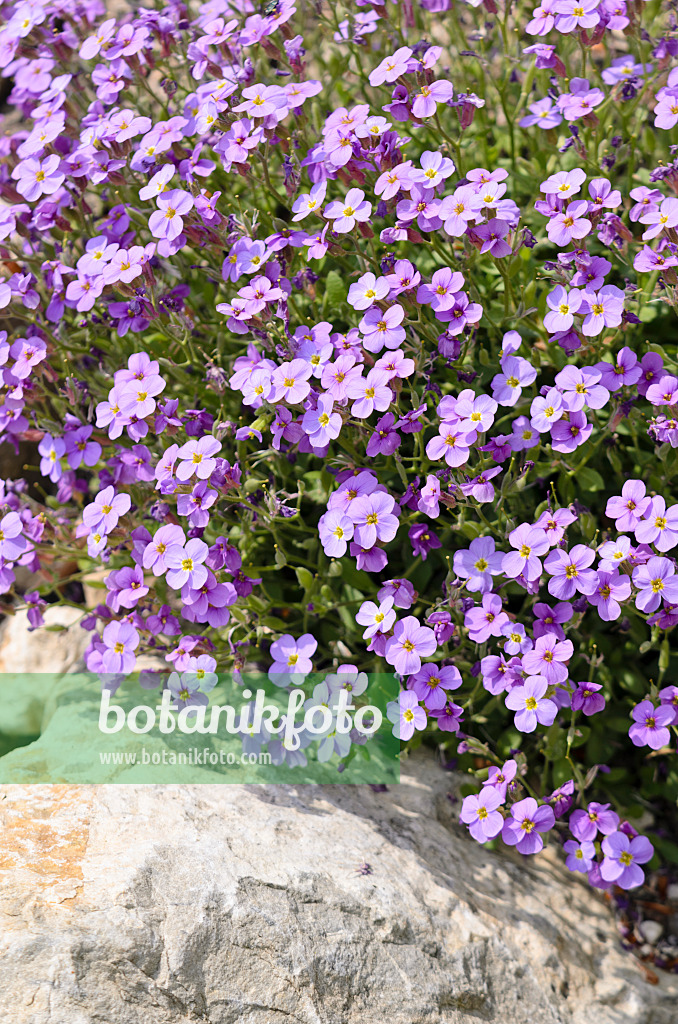 556006 - Aubriète (Aubrieta pinardii)