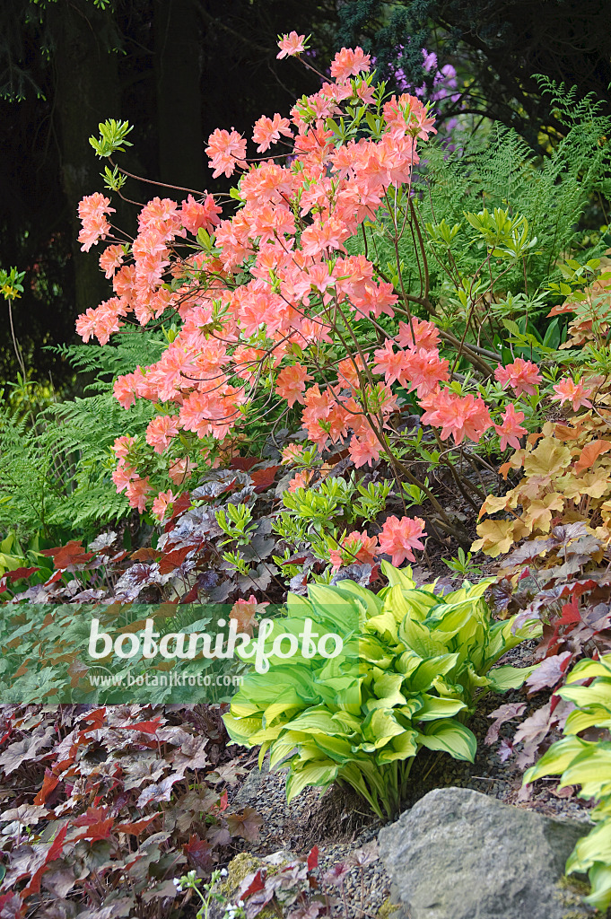 517231 - Azalée chinoise (Rhododendron mollis x sinensis)