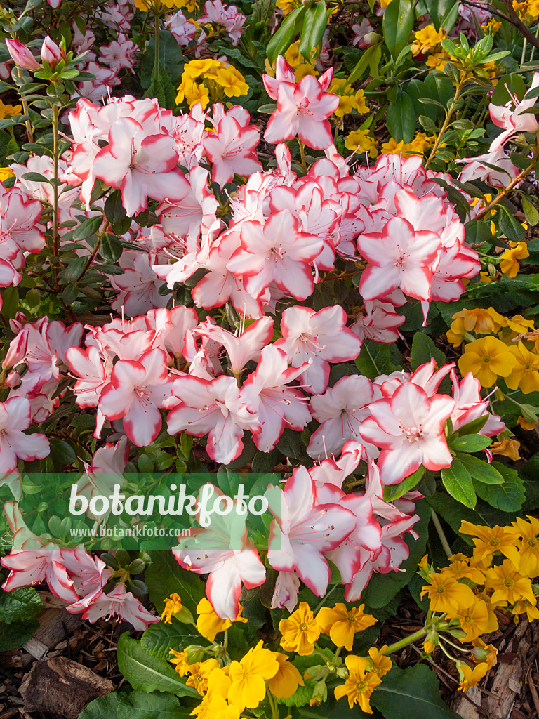 410010 - Azalée de l'Inde (Rhododendron simsii 'Sachsenstern')