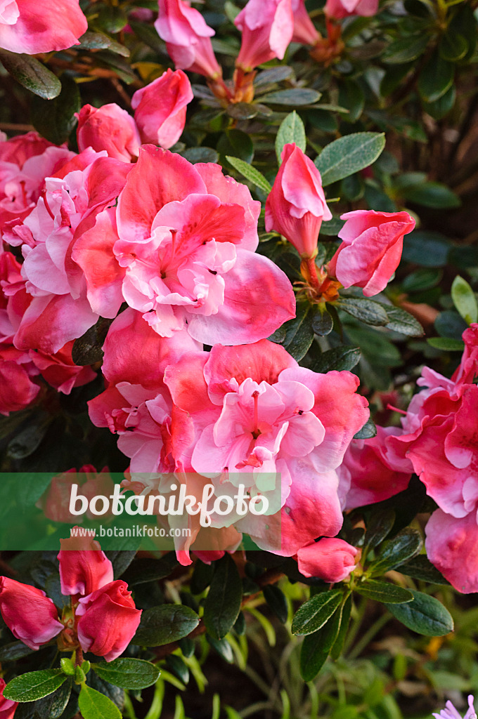 470044 - Azalée de l'Inde (Rhododendron simsii 'Bunte Scherrer')