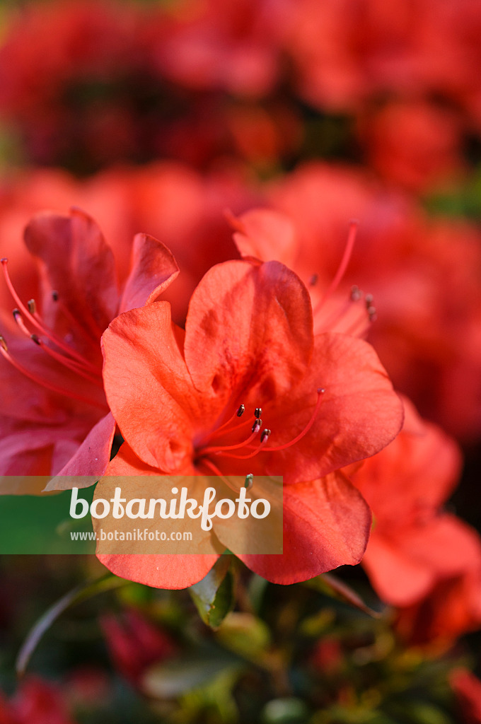 481050 - Azalée de l'Inde (Rhododendron simsii 'Feuerzauber')