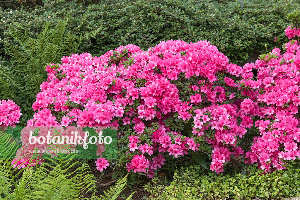 625340 - Azalée japonaise (Rhododendron x obtusum 'Anne Frank')