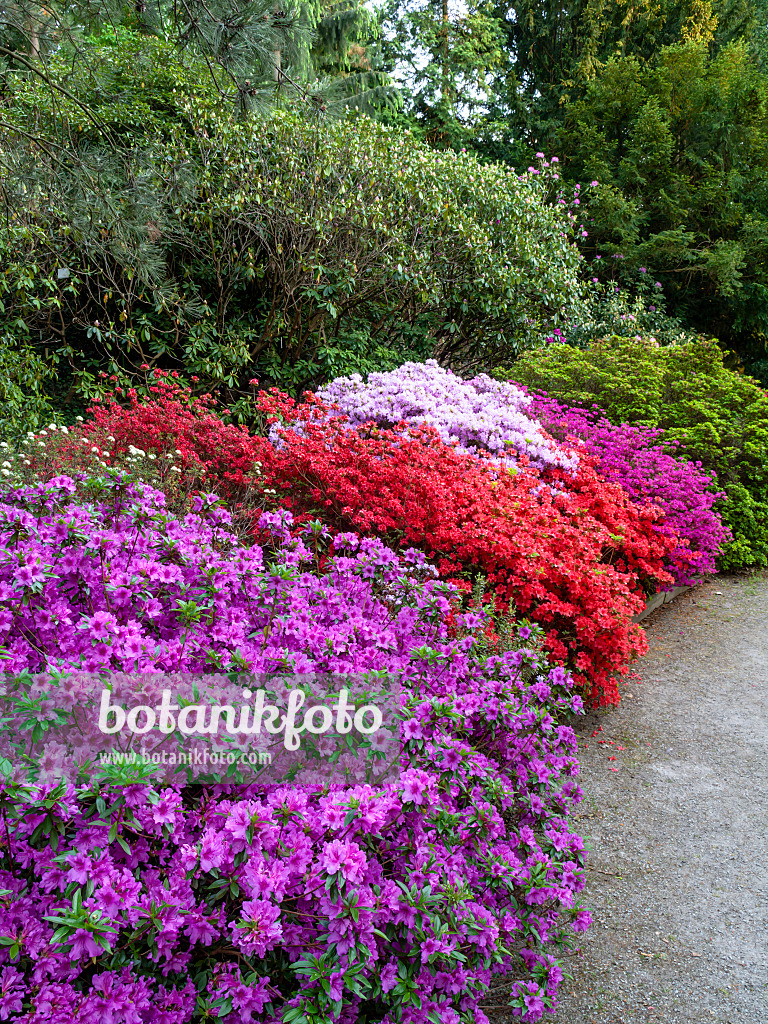 460093 - Azalée japonaise (Rhododendron x obtusum 'Beethoven'), azalée de Kaempfer (Rhododendron kaempferi 'Orange Beauty') et azalée japonaise (Rhododendron x obtusum 'Amoenum')