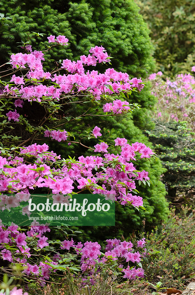 520290 - Azalée japonaise (Rhododendron x obtusum 'Beethoven')