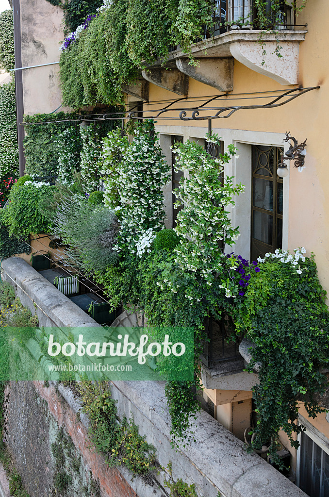 568040 - Balcons avec des jasmin étoilés (Trachelospermum), Vérone, Italie