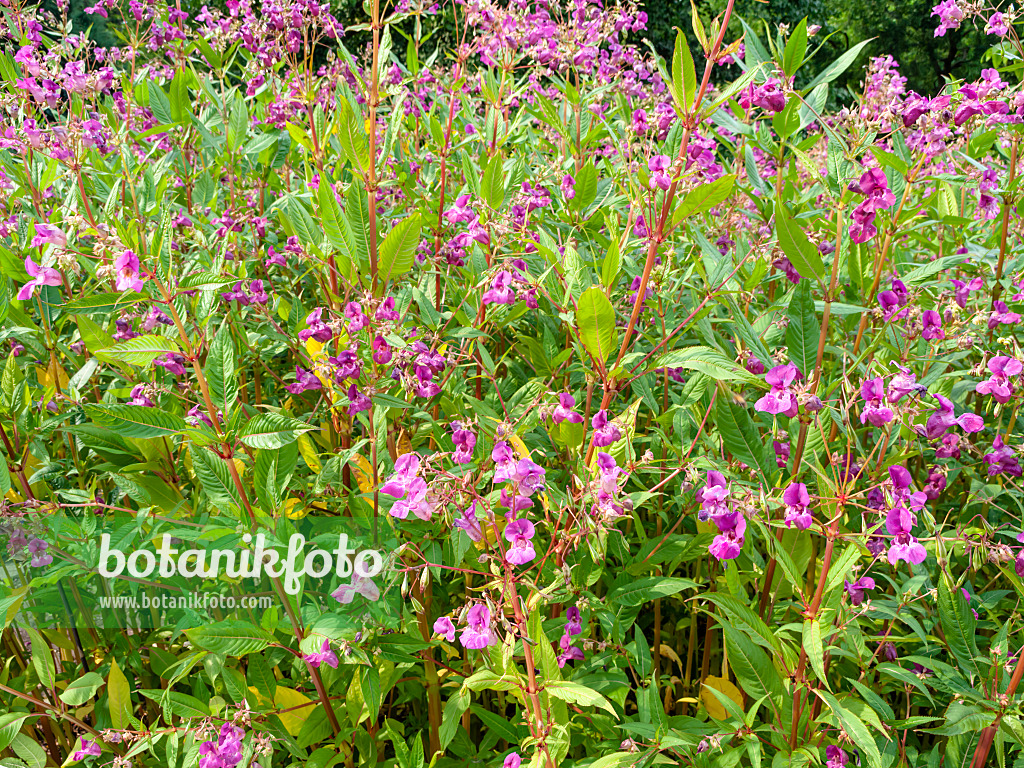 462194 - Balsamine de l'Himalaya (Impatiens glandulifera)