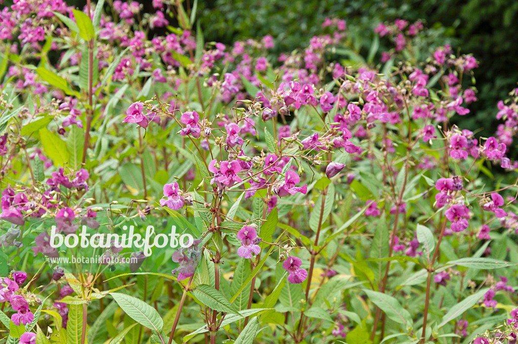 510177 - Balsamine de l'Himalaya (Impatiens glandulifera)