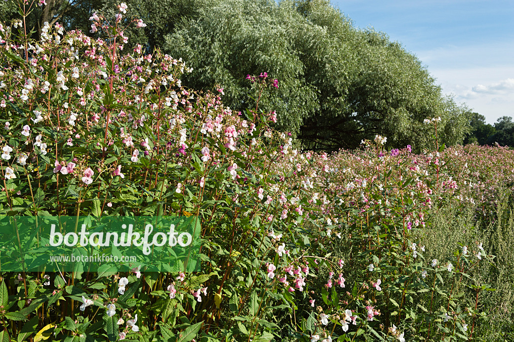 511065 - Balsamine de l'Himalaya (Impatiens glandulifera)