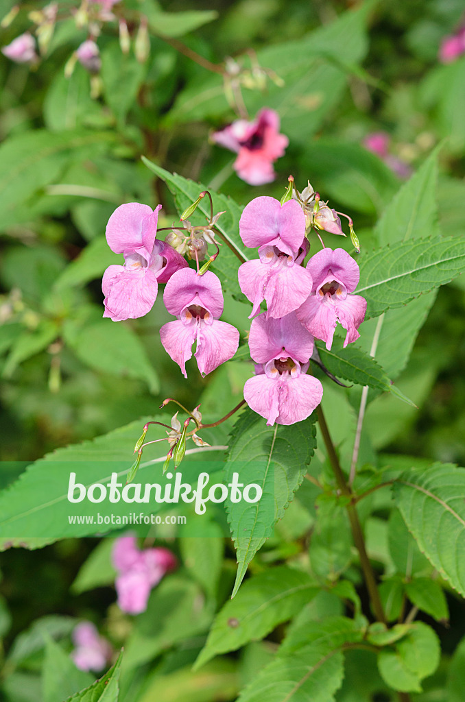 536157 - Balsamine de l'Himalaya (Impatiens glandulifera)