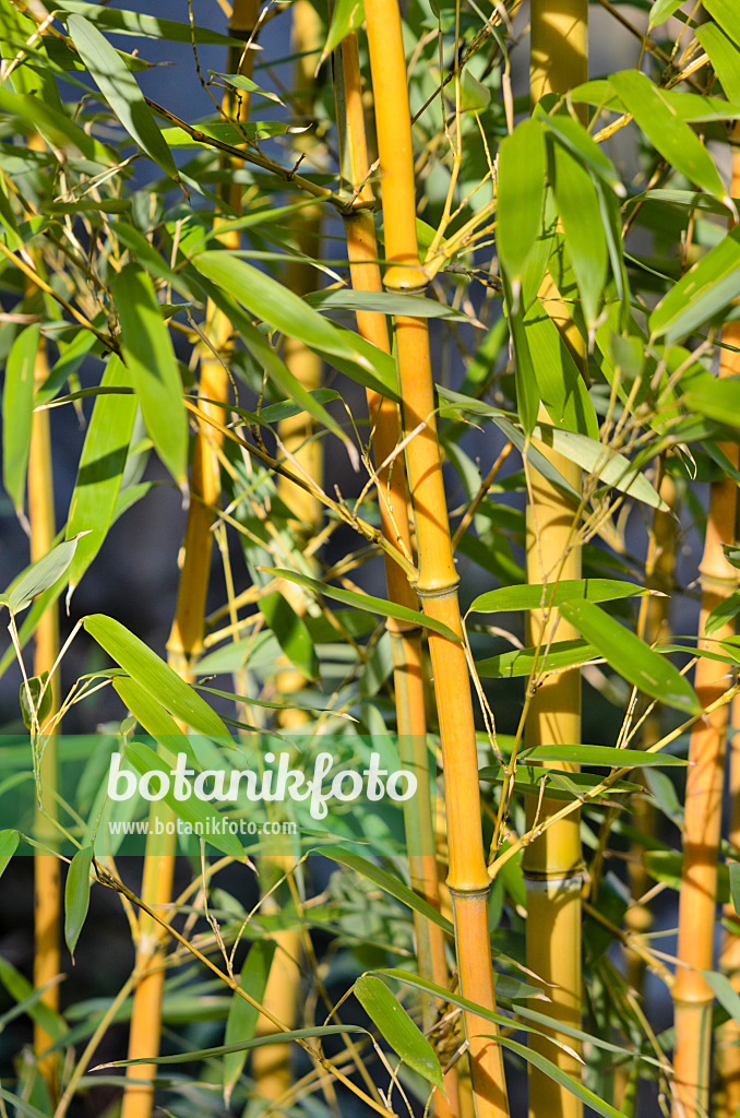 529107 - Bambou de l'est de la Chine (Phyllostachys aureosulcata)