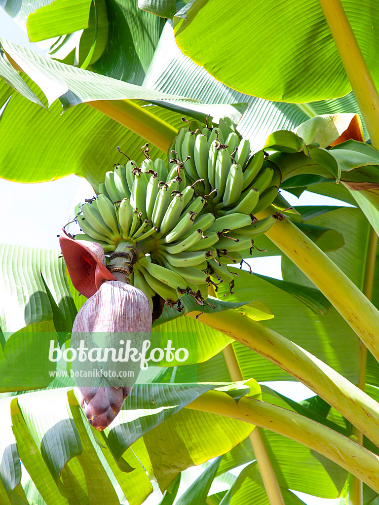 434335 - Bananier nain (Musa acuminata)