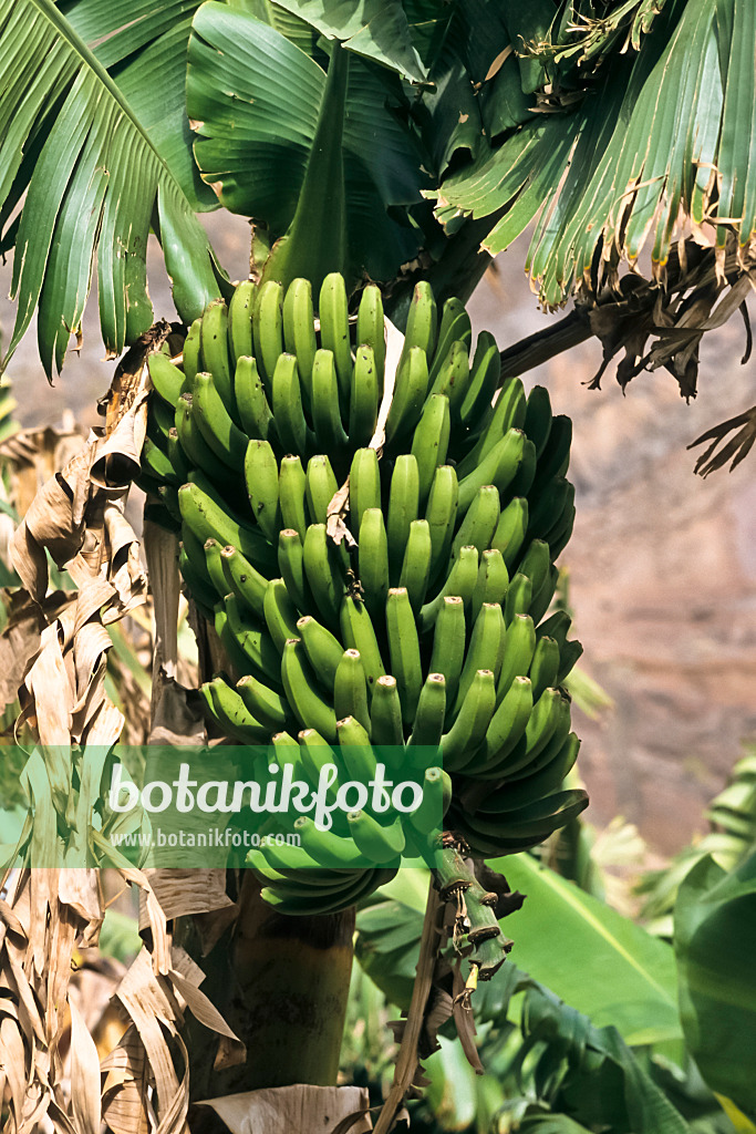 363071 - Bananier plantain (Musa x paradisiaca)