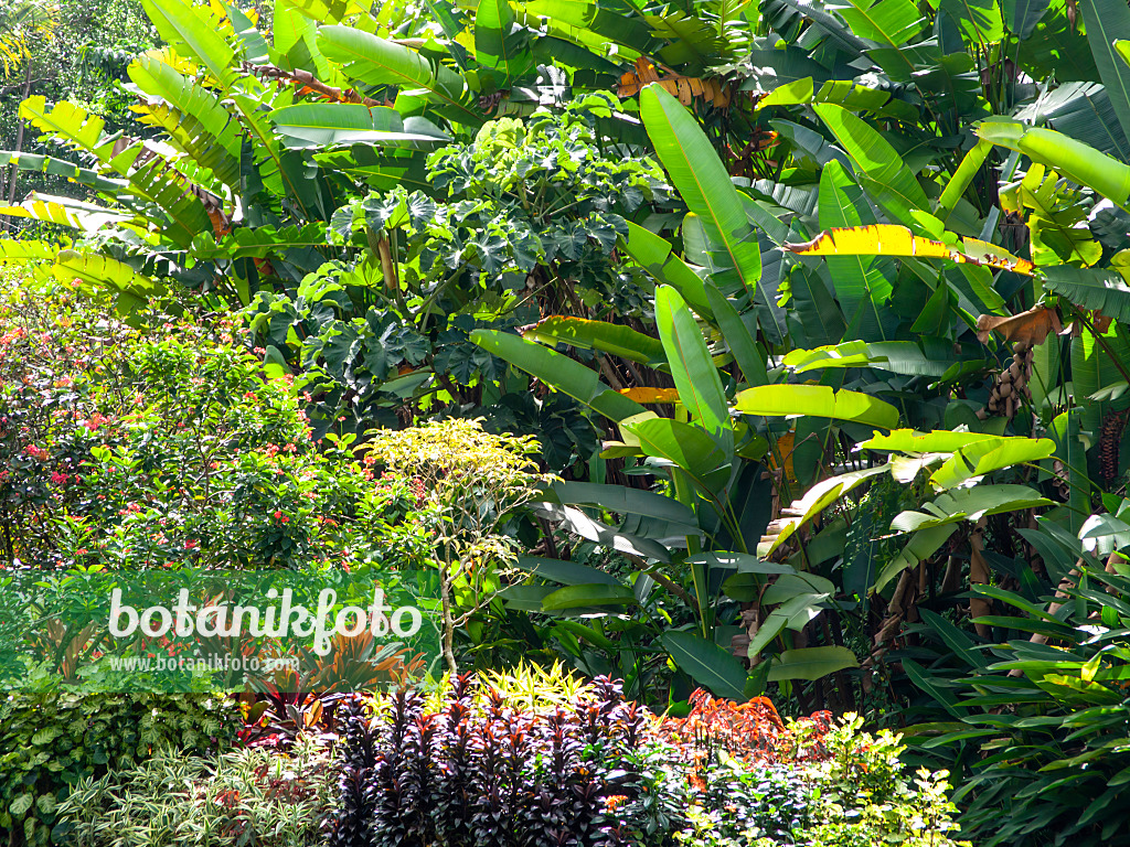 434111 - Bananiers (Musa) et des plantes vivaces fleuries dans un jardin tropical