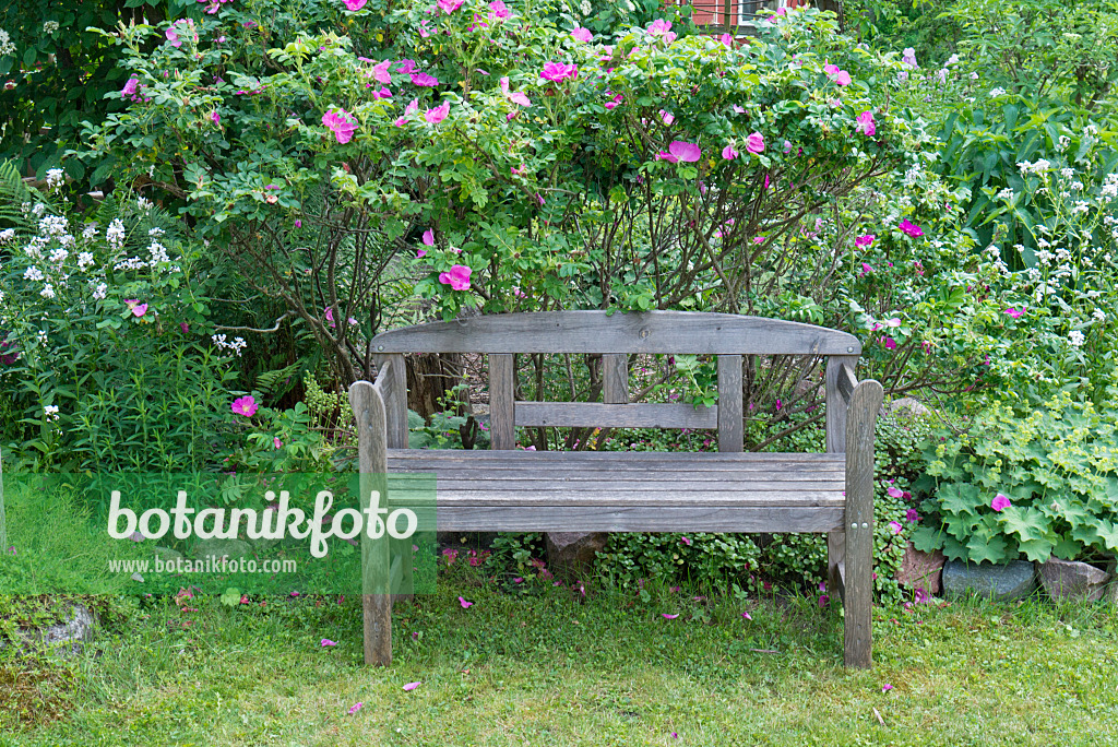 557050 - Banc de jardin avec des rosiers (Rosa)