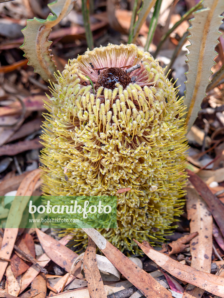 455321 - Banksia (Banksia petiolaris)