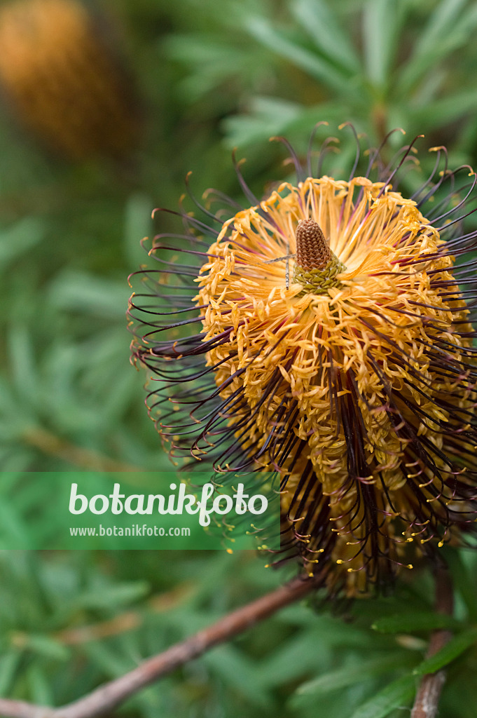 516016 - Banksia épingle à cheveux (Banksia spinulosa)