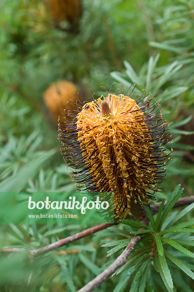 516017 - Banksia épingle à cheveux (Banksia spinulosa)