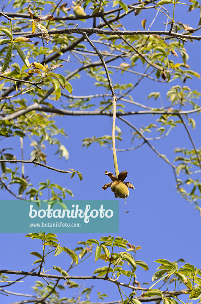 564035 - Baobab africain (Adansonia digitata)