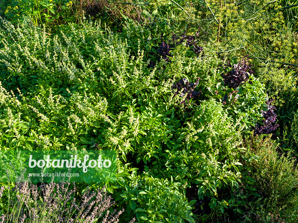 463009 - Basilic à l'anis (Ocimum basilicum)