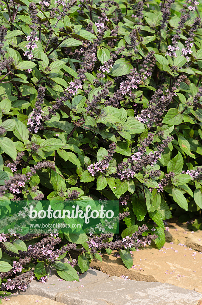 534412 - Basilic à l'anis (Ocimum basilicum)