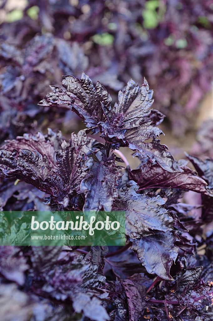 488013 - Basilic à l'anis (Ocimum basilicum 'Purple Ruffles')