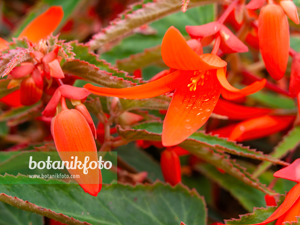 440237 - Bégonia (Begonia boliviensis 'Bonfire')