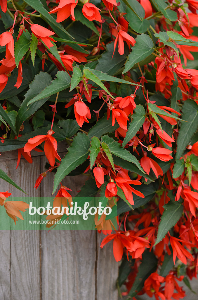 523137 - Bégonia (Begonia boliviensis 'Bonfire')