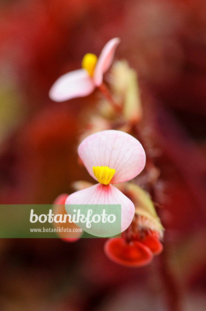 480027 - Bégonia (Begonia bowerae 'Rubra')