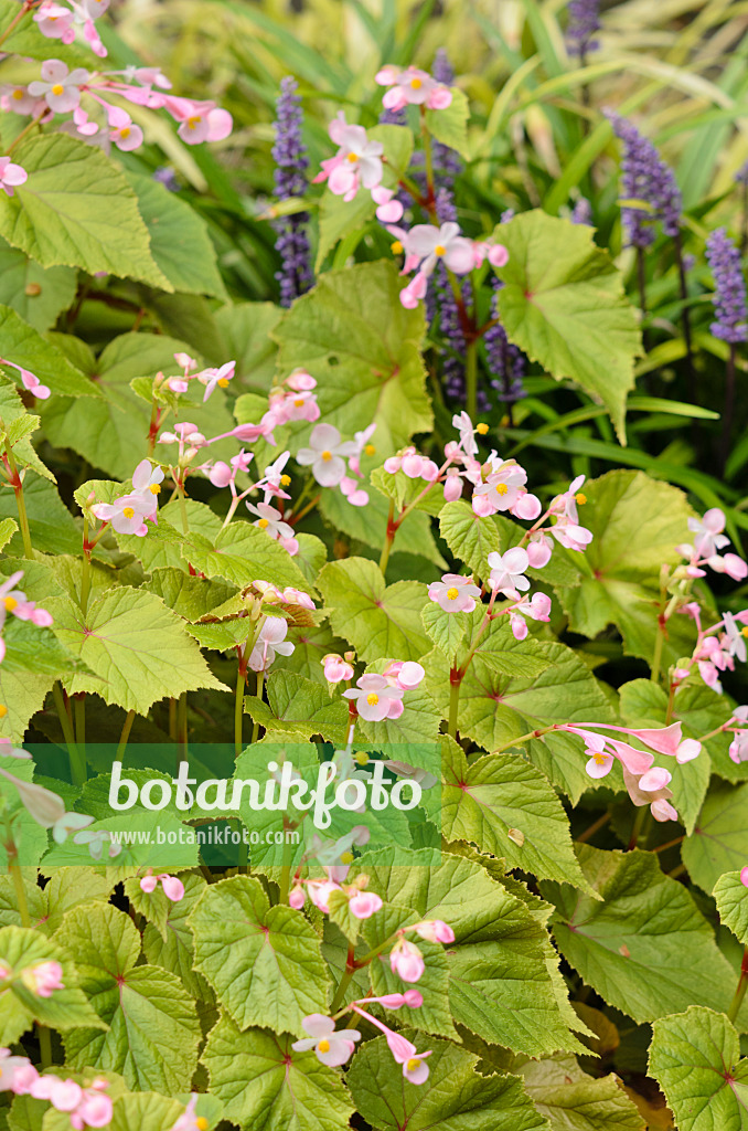 536016 - Bégonia (Begonia sinensis)