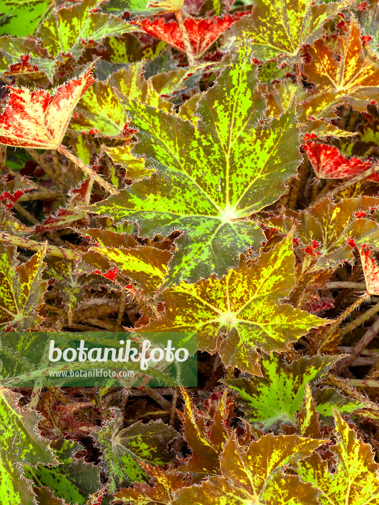 444011 - Bégonia (Begonia subacida)