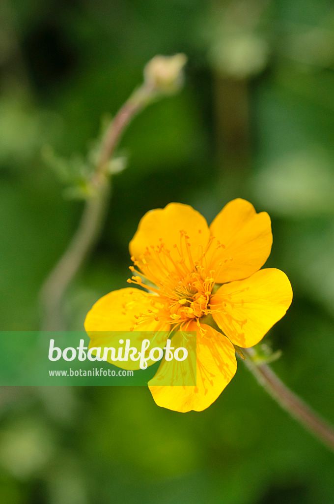 472123 - Benoîte (Geum rhodopeum)