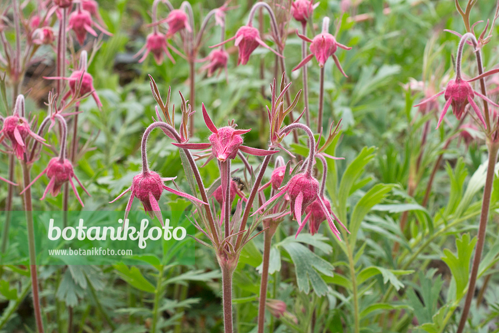 570047 - Benoîte (Geum trifolium)