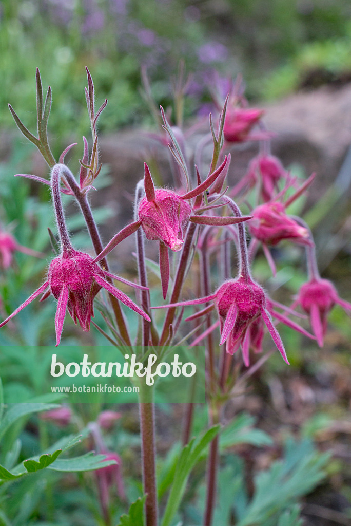 570050 - Benoîte (Geum trifolium)