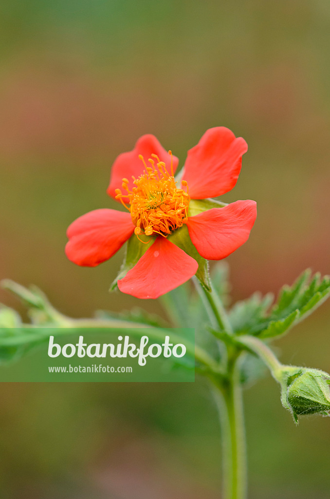 520184 - Benoîte orangée (Geum coccineum)