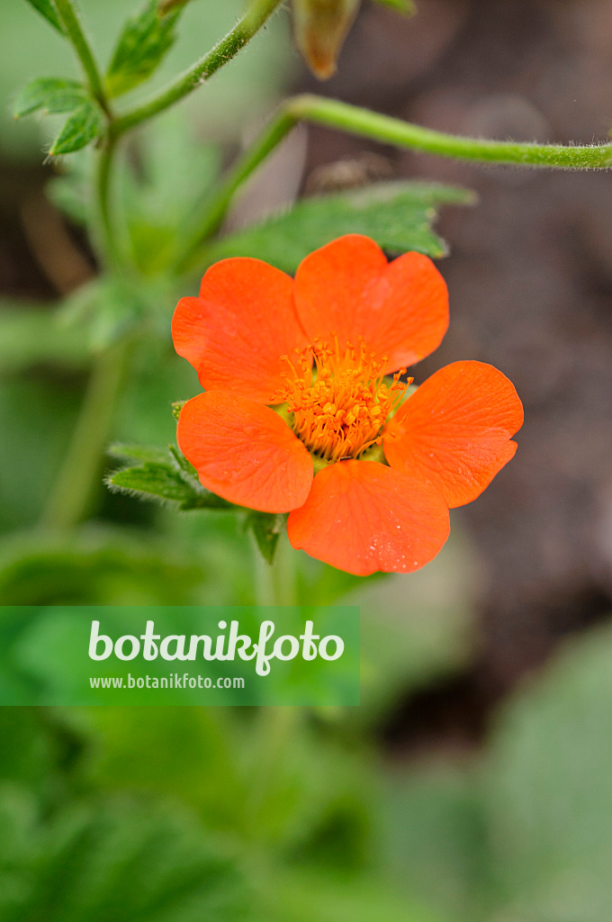 475139 - Benoîte orangée (Geum coccineum 'Borisii')