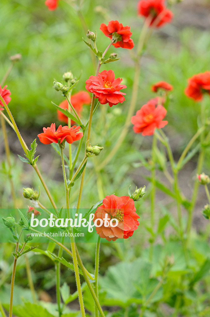 545024 - Benoîte orangée (Geum coccineum 'Borisii')