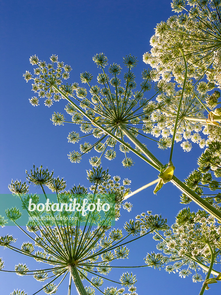 414188 - Berce géante du Caucase (Heracleum mantegazzianum)