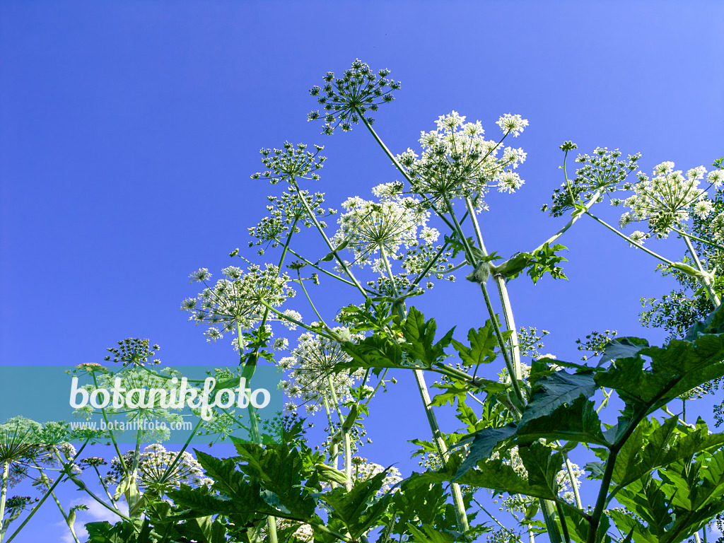 438208 - Berce géante du Caucase (Heracleum mantegazzianum)