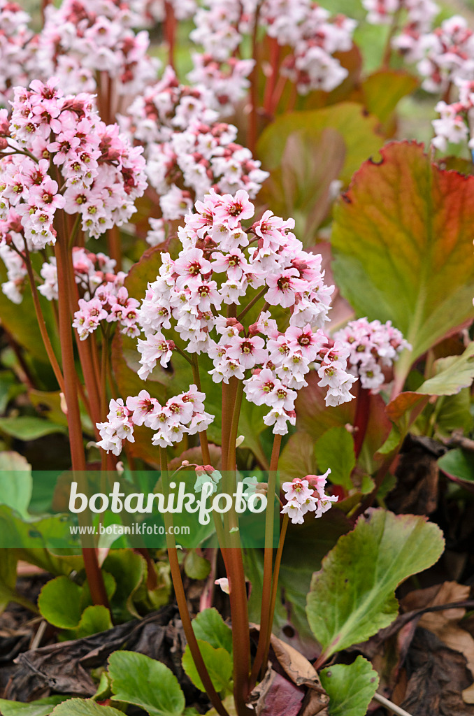 520002 - Bergénie cordée (Bergenia cordifolia 'Frau Holle')