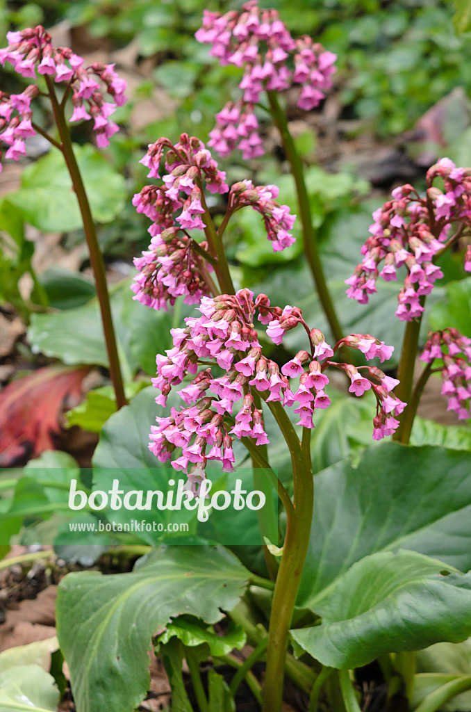 531192 - Bergénie cordée (Bergenia cordifolia 'Glockenturm')