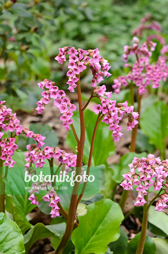 531193 - Bergénie cordée (Bergenia cordifolia 'Glockenturm')