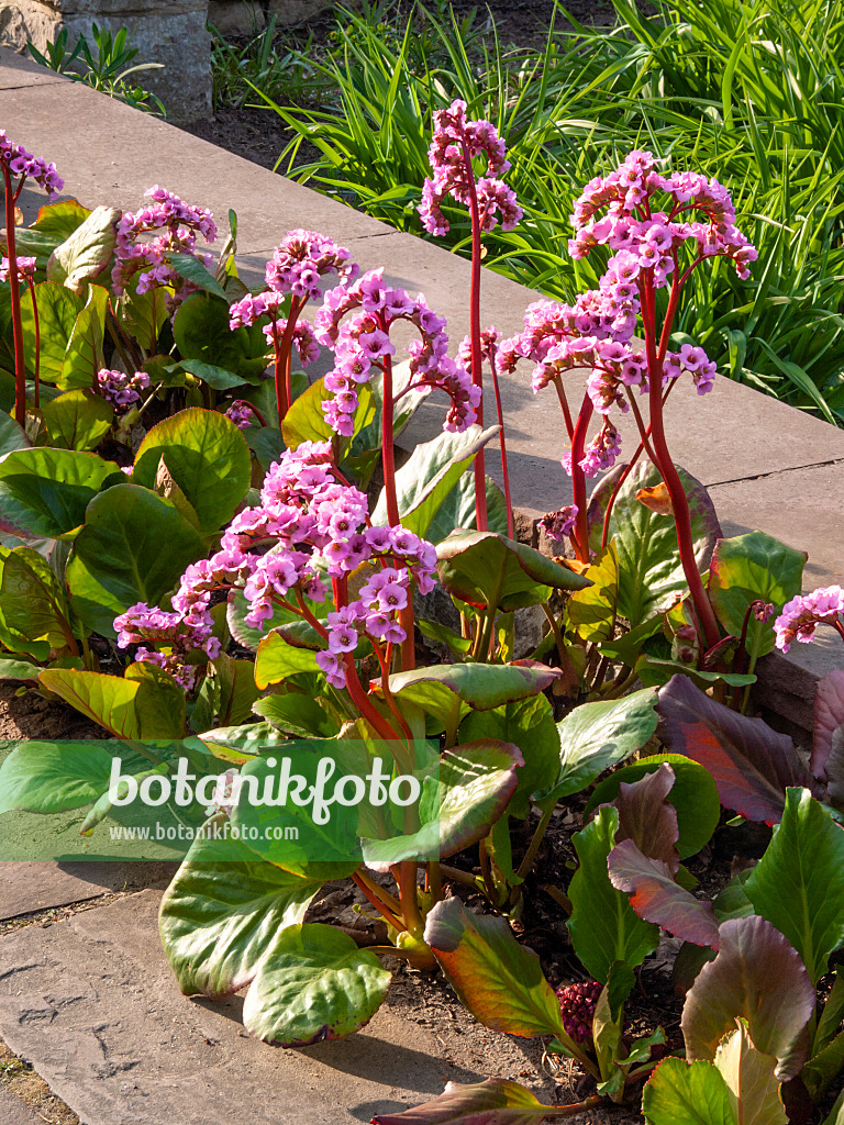 412041 - Bergénie cordée (Bergenia cordifolia 'Rosette')