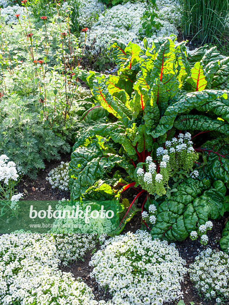 462105 - Blette (Beta vulgaris var. cicla) et alysson maritime (Lobularia maritima)