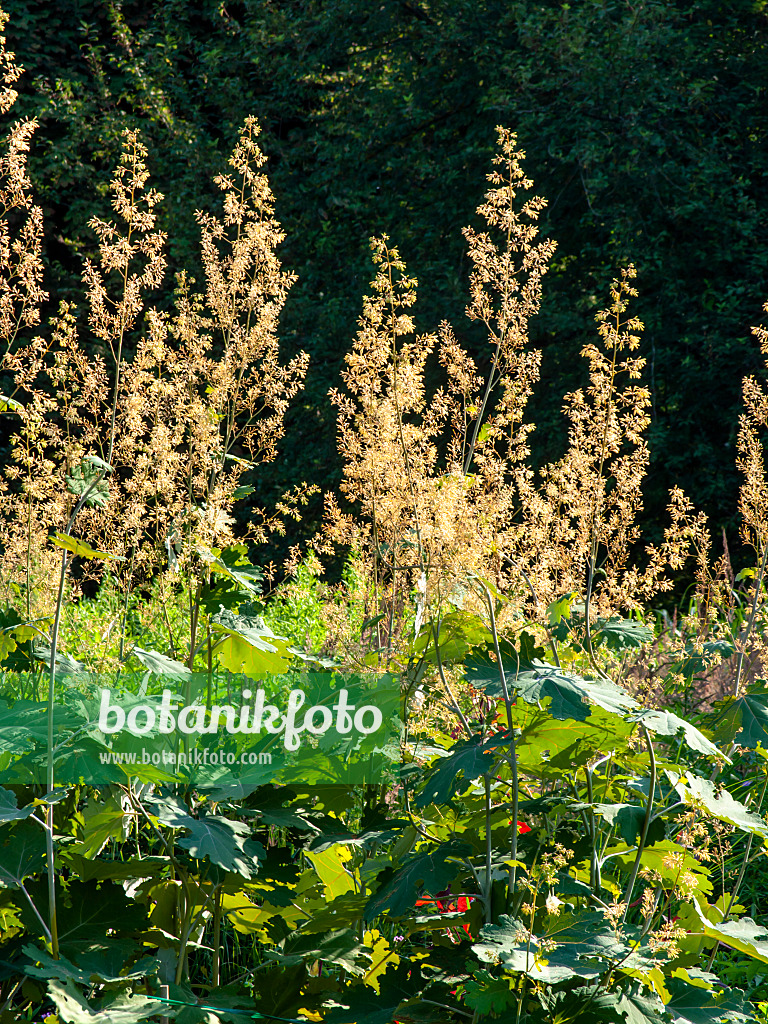 439291 - Boconie à feuilles en coeur (Macleaya cordata 'Flamingo')